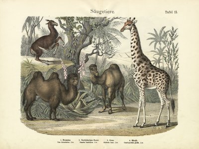 Mammals by German School